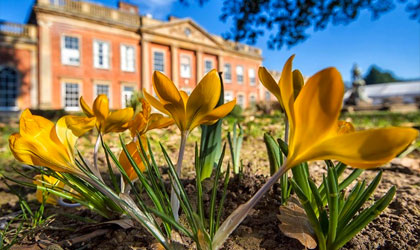 Outdoor daffodils with Colwick Hall in the background.